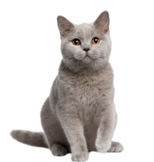 Gatos