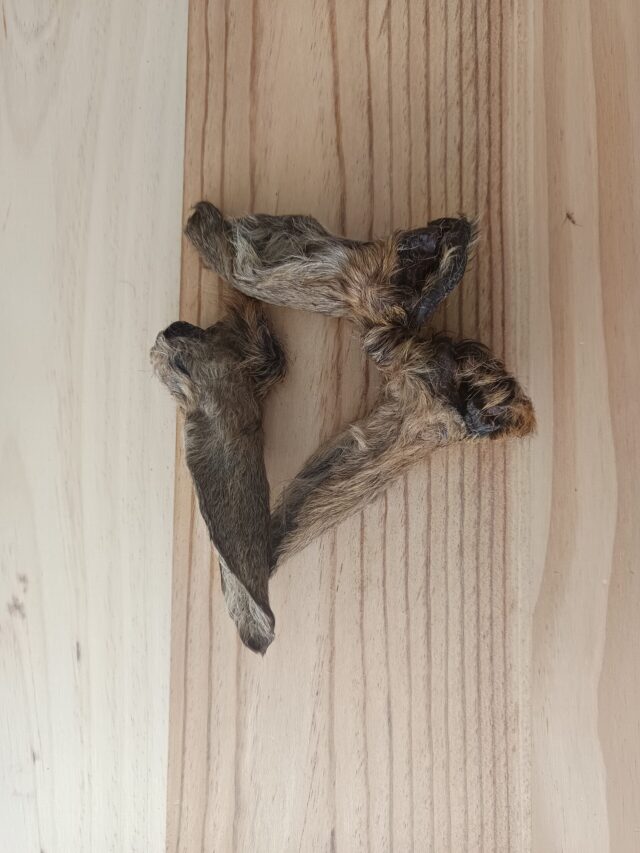 Oreja de ciervo con pelo
